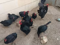 Australorp — Foto 2