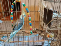 Nimfa (cockatiel) cütlüyü və qəfəs dəsti Məhsulun tərkibi: - 2 ədəd — Foto 1