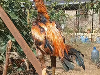 Chickens — foto 1