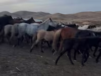 Mare, Kazakh horse — photo 3