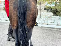 Madyan, Akhal-Teke — foto 6