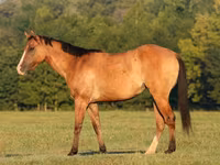 Stute, Quarter Horse — Foto 2