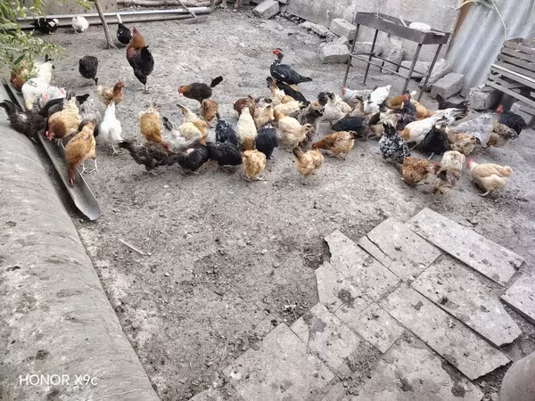 Chickens