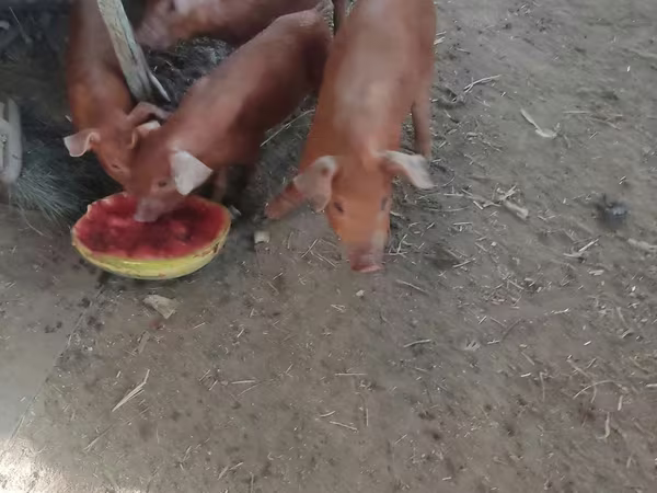 Schweine (Partie, Geschlecht nicht angegeben),  — Kasachstan