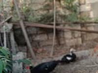 Ducks — الصورة 4