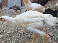 Chickens — الصورة 7