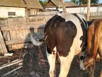 ثور, Simmental cattle — الصورة 2