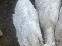 Dişi keçi, Saanen goat — foto 3