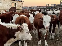 Toro, Vaca kazaja de cabeza blanca — foto 1