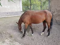 Hengst, Karachay horse — Foto 2