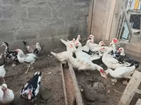 Ducks — Foto 2