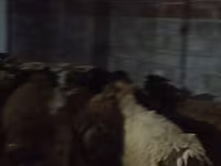 公羊, Sheep — 照片 5