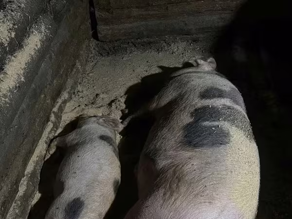Eber, Schweine