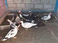 Ducks — 4-сурет