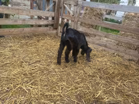 Ziege, Damask goat — Foto 2