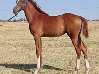 Hengst, Thoroughbred horse — Foto 1