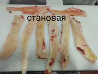 Становая жила — 2-сурет