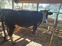 Cow, Latvian Blue cattle — photo 1