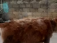 Cow, Simmental cattle — photo 1