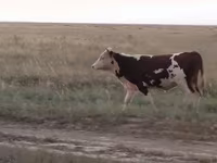 Toro, Vaca kazaja de cabeza blanca — foto 2