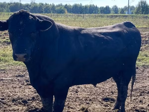 Bulle, Aberdeen-Angus