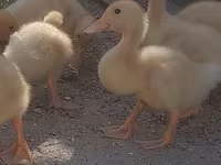 Deutscher Pekin — Foto 1
