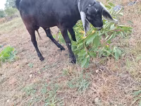 公山羊, Nubian Goat — 照片 3