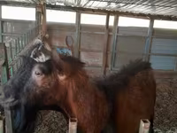 Ziege, Saanen goat — Foto 2