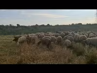 Вівця, Вівці — фото 7