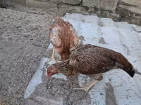 Guinea fowl — foto 4