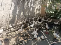 Ducks — الصورة 3