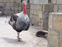Кең төс ақ — 8-сурет