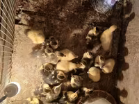 Turkeys — الصورة 1