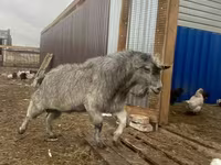 Ziegenbock, Alpine goat — Foto 2