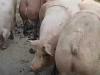 公猪, Pigs — 照片 8