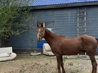 حصان, Thoroughbred horse — الصورة 2