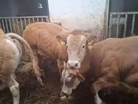 Toro, Blonde d’Aquitane cattle — foto 3