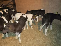 Bulle, Russian Black pied cattle — Foto 3
