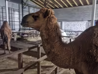 Camello, Camellos — foto 3