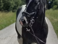 घोड़ी, Horse breed — फ़ोटो 3