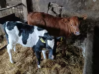 Bulle, Simmental cattle — Foto 2
