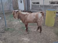 Ziegenbock, Beetal goats — Foto 1