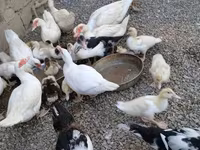 Домашня мускусна качка — фото 6