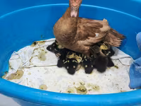 Geese — Foto 2
