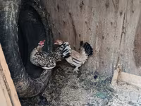 Жапон бентам — 2-сурет