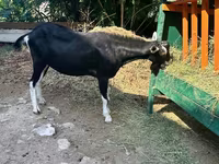 Теке, Alpine goat — 3-сурет