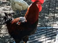 Chickens — Foto 1
