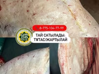 Бие, Жылқылар — 8-сурет