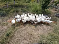 Geese — फ़ोटो 1