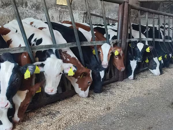 公牛, Cattle